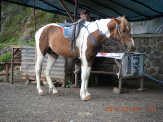 Indonesia - Mighty Mt. Bromo - horse