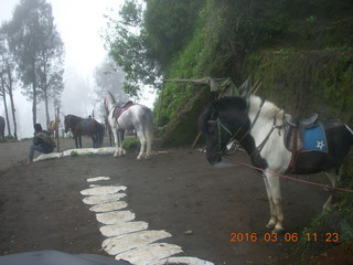 Indonesia - Mighty Mt. Bromo - guide and horse
