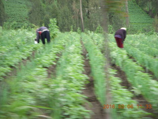 167 996. Indonesia - Mighty Mt. Bromo - Jeep drive down - workers