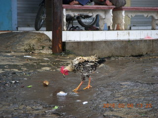 Indonesia - Mighty Mt. Bromo drive - chicken