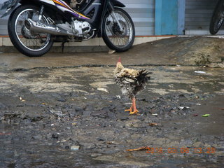 Indonesia - Mighty Mt. Bromo drive - chicken