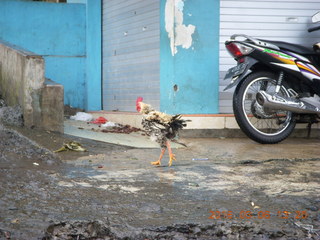 Indonesia - Mighty Mt. Bromo drive - chicken