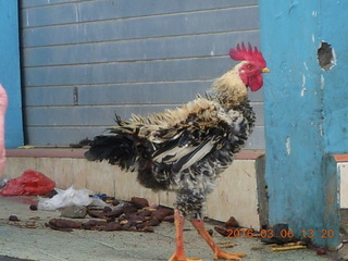 Indonesia - Mighty Mt. Bromo drive - chicken