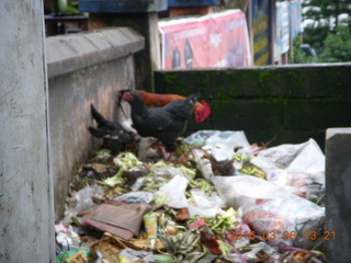 248 996. Indonesia - Mighty Mt. Bromo drive - chickens