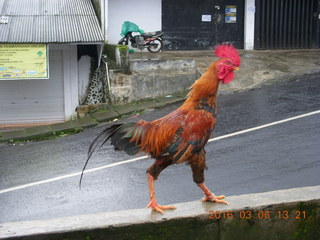 Indonesia - Mighty Mt. Bromo drive - chicken