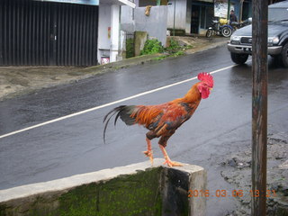 251 996. Indonesia - Mighty Mt. Bromo drive - chicken