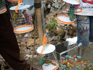 Indonesia - cow racing - birds for sales