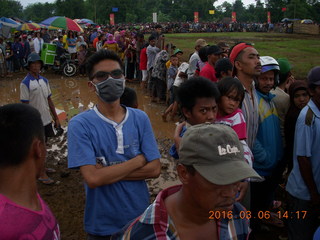 Indonesia - cow racing