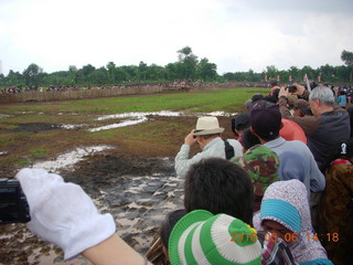 Indonesia - cow racing