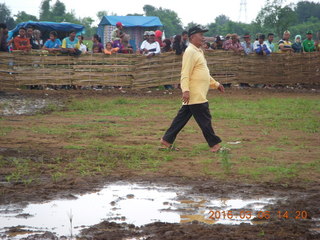 277 996. Indonesia - cow racing