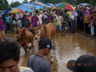 Indonesia - Mighty Mt. Bromo drive - durian +++