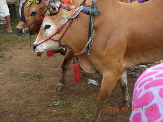 Indonesia - cow racing - birds for sales