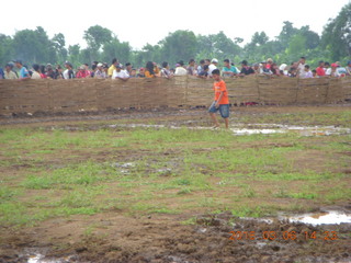 281 996. Indonesia - cow racing