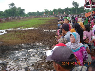 Indonesia - cow racing