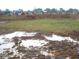 Indonesia - cow racing - practice run