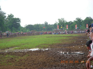 Indonesia - cow racing