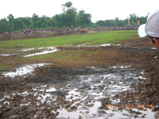 289 996. Indonesia - cow racing