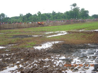 Indonesia - cow racing - the contestents