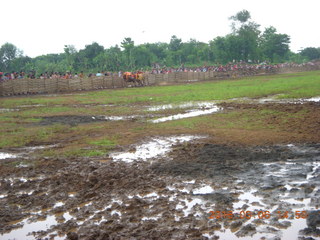 Indonesia - cow racing - there they go!