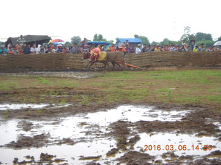 Indonesia - cow racing - there they go!