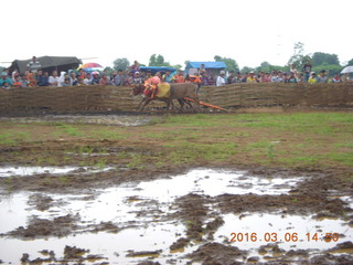 291 996. Indonesia - cow racing - there they go!