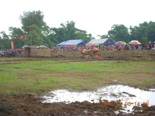 Indonesia - cow racing - there they go! +++