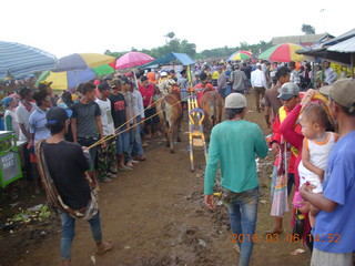 293 996. Indonesia - cow racing - contestents