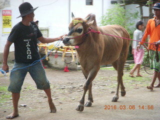 Indonesia - cow racing - contestent cow