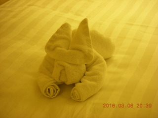 folded-towel bunny rabbit