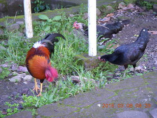Indonesia - Bantimurung Water Park - chickens