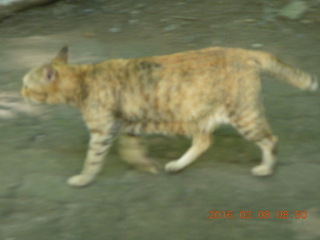 Indonesia - Bantimurung Water Park - another cat