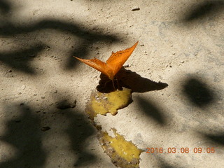 113 998. Indonesia - Bantimurung Water Park - butterfly
