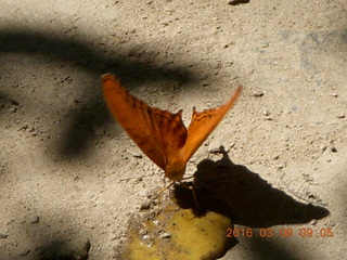 114 998. Indonesia - Bantimurung Water Park - butterfly
