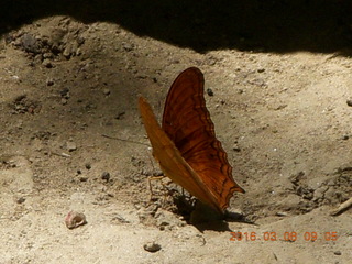 Indonesia - Bantimurung Water Park - butterfly