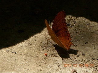 116 998. Indonesia - Bantimurung Water Park - butterfly