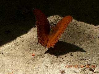 Indonesia - Bantimurung Water Park - butterfly +++