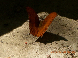 117 998. Indonesia - Bantimurung Water Park - butterfly +++