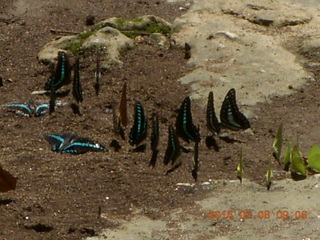 64 998. Indonesia - Bantimurung Water Park - butterflies