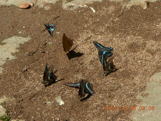 65 998. Indonesia - Bantimurung Water Park - butterflies