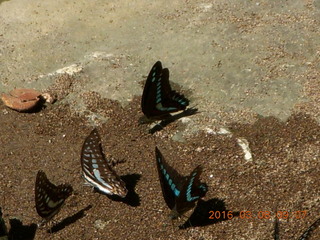 Indonesia - Bantimurung Water Park - butterflies