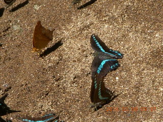 Indonesia - Bantimurung Water Park - butterflies