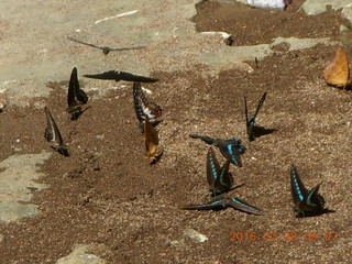 Indonesia - Bantimurung Water Park - butterfly