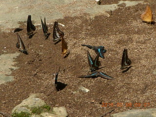 71 998. Indonesia - Bantimurung Water Park - butterflies