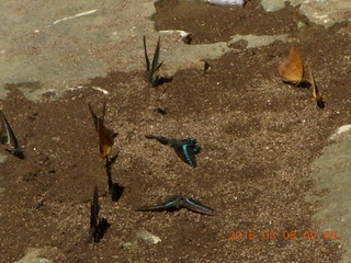 72 998. Indonesia - Bantimurung Water Park - butterflies