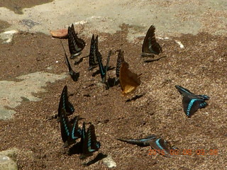 Indonesia - Bantimurung Water Park - butterflies