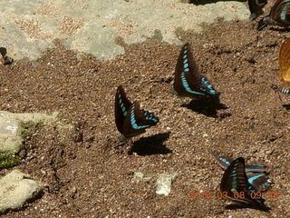 Indonesia - Bantimurung Water Park - butterfly +++