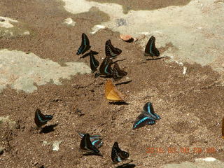 Indonesia - Bantimurung Water Park - butterflies