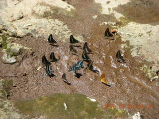 76 998. Indonesia - Bantimurung Water Park - butterflies