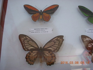 Indonesia - Bantimurung Water Park - butterflies