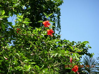 97 998. Indonesia - Bantimurung Water Park - flowers